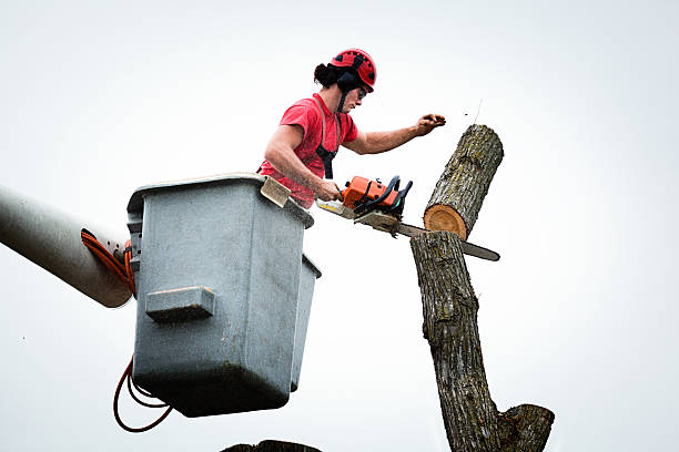 Best Tree Removal  in Kingstown, MD